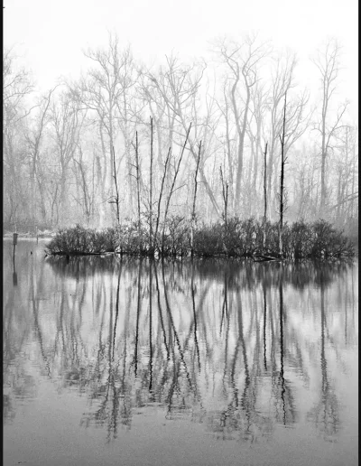 Dead tree pond Cleveland Metroparks
